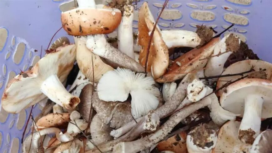 澳门小鱼儿2站494949,38岁抗癌博主陈幸运去世,整体规划执行讲解_体验版V15.63
